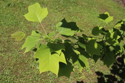 Liriodendron x Chapel Hill - liliovník čínský a tulipánokvětý - listy léto 3